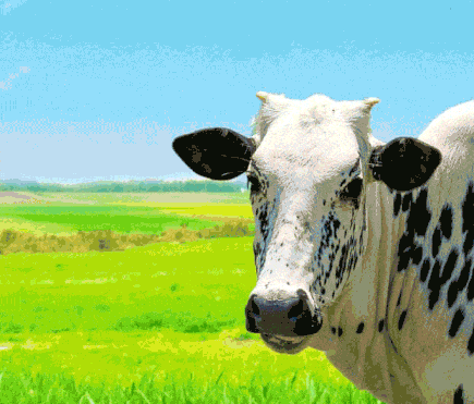 Gopala Cow Milk